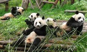 Chengdu & Chongqing destination scenery