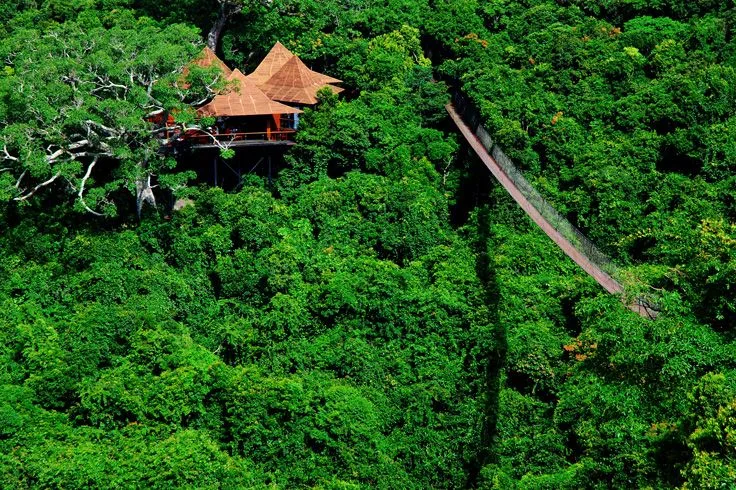 Tropical Jungles