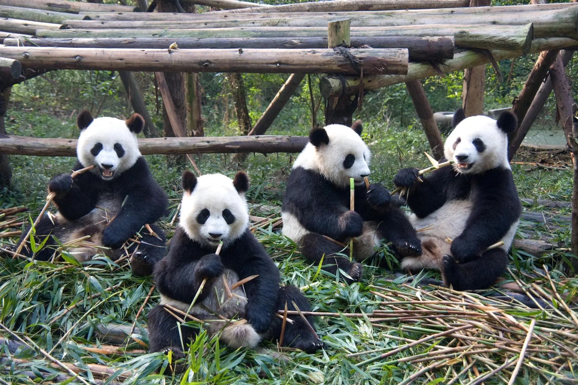 Chengdu & Chongqing destination scenery